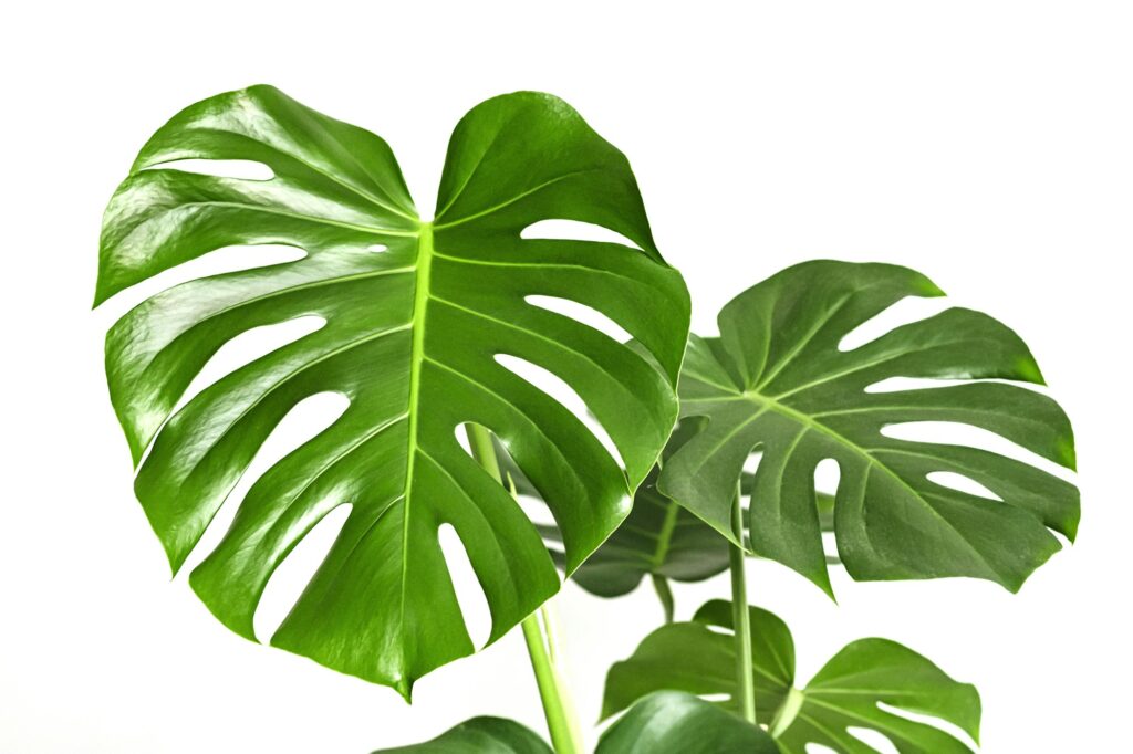 Monstera deliciosa or Swiss cheese plant on a white background.