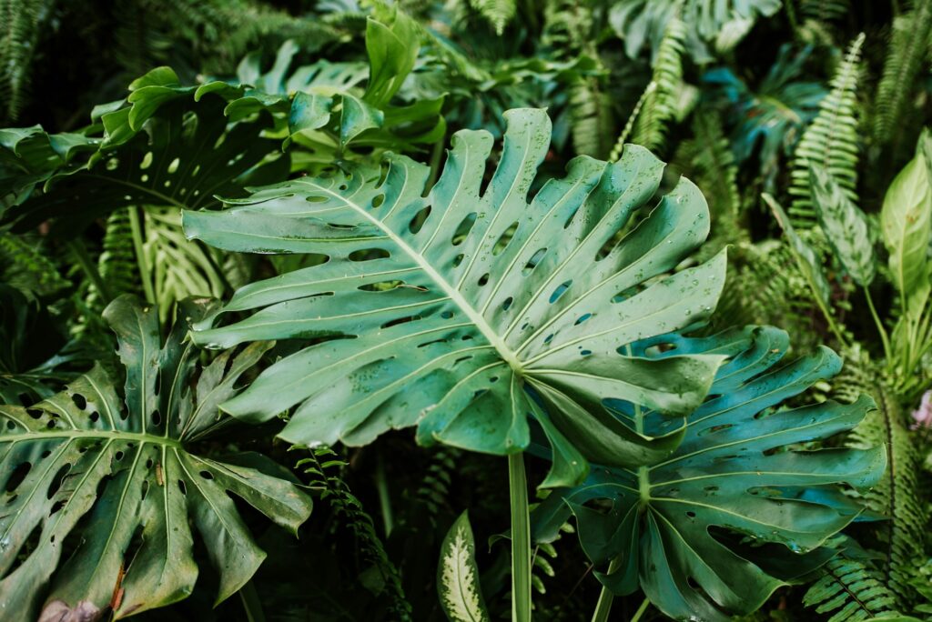 Monstera plant