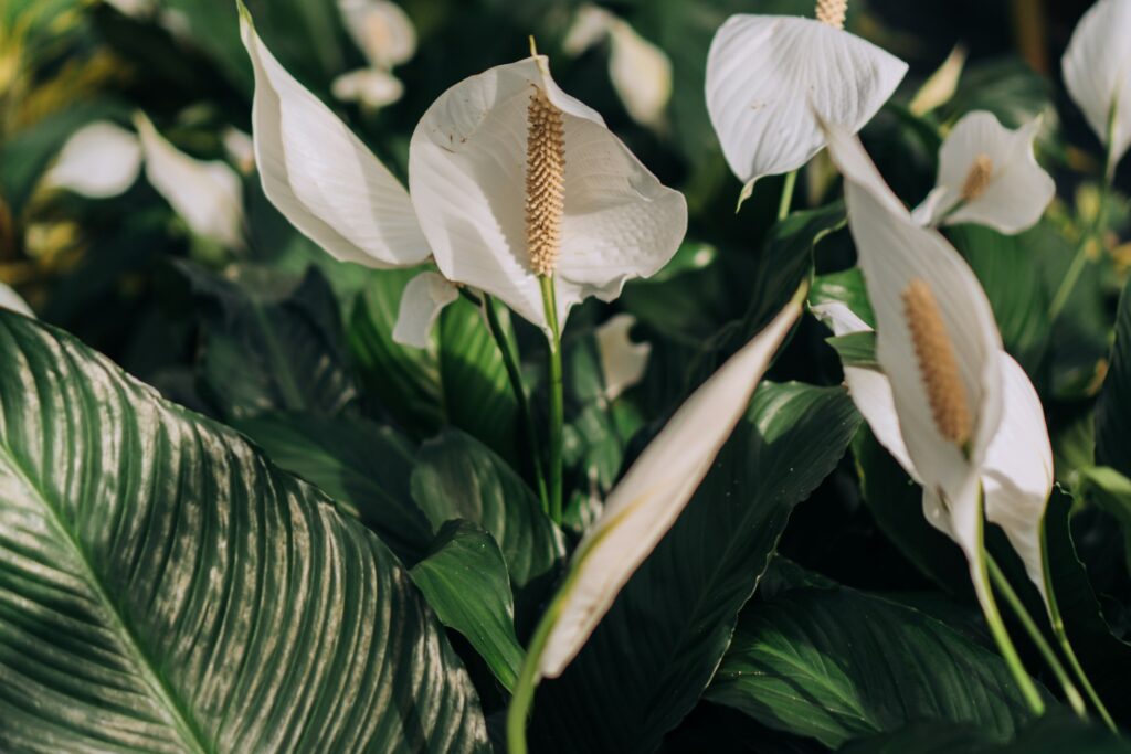 Peace lily plants - houseplants