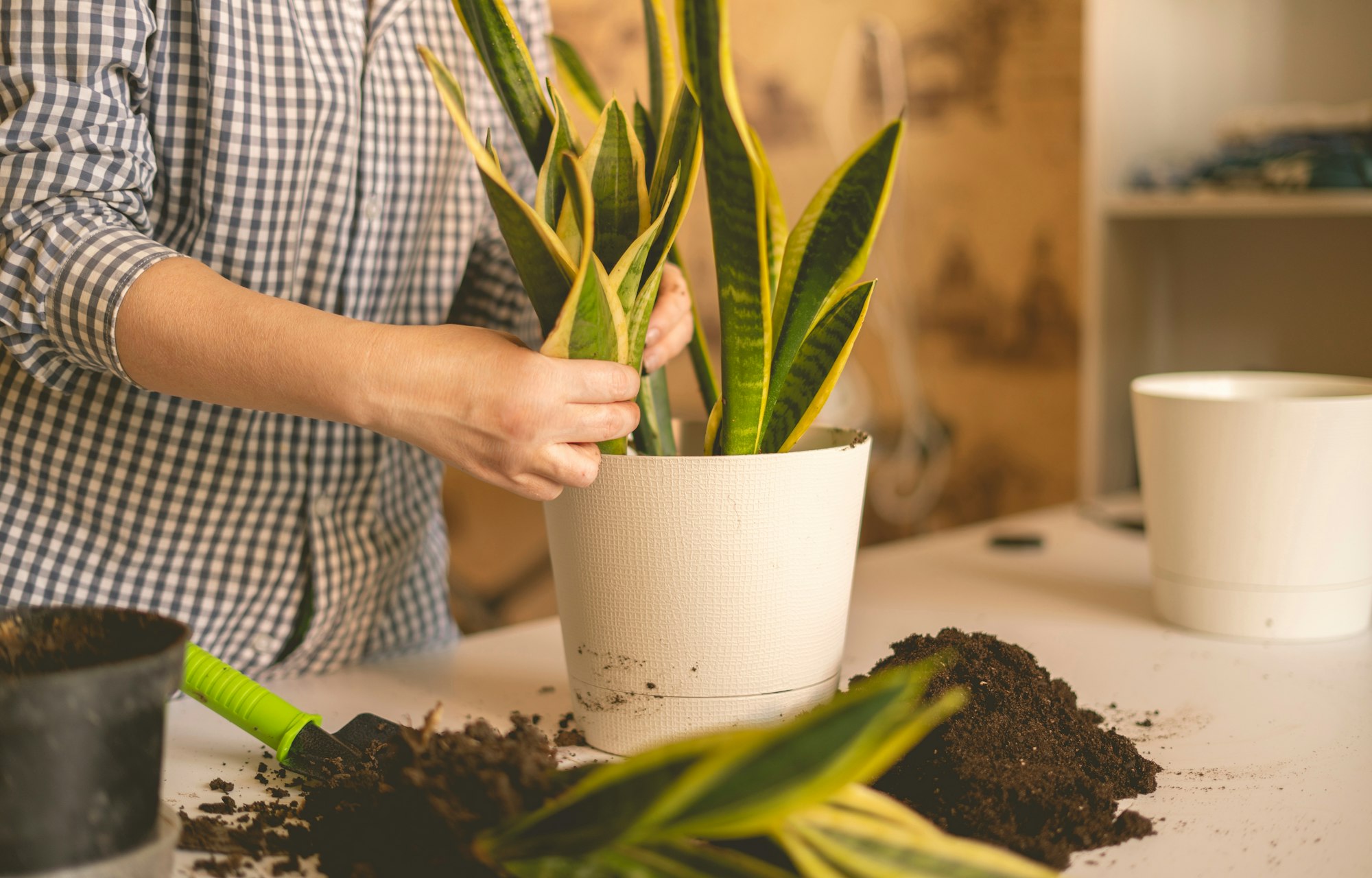 the woman hands planting the snake plant in the pot at home. Dracaena trifasciata or succulent tree