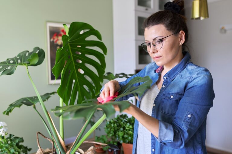 Urban jungle, indoor potted plants, woman caring for monstera leaves