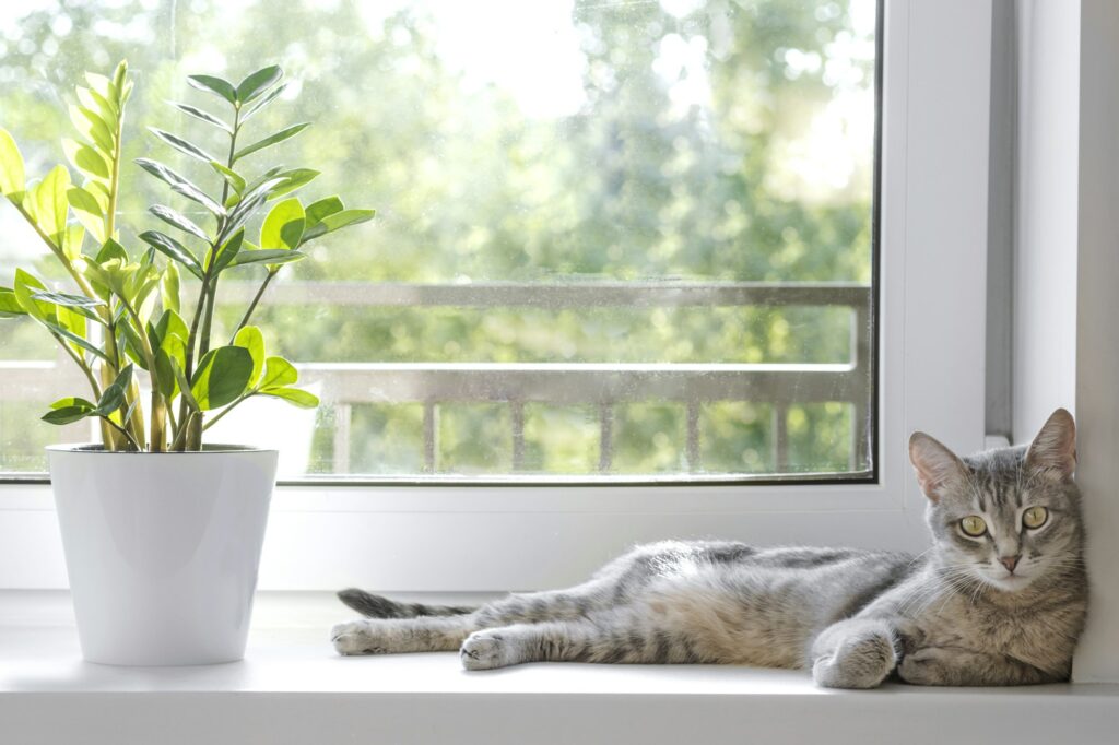 A gray striped domestic cat lies on the windowsill next to the Zamioculcas Zamiifolia flower