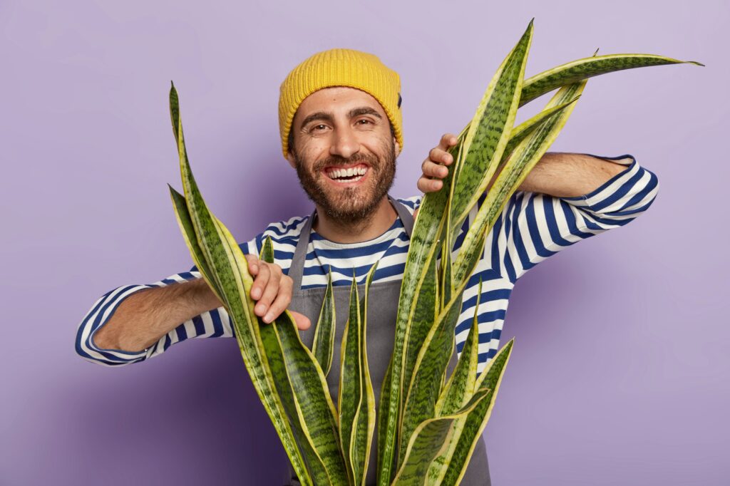 Headshot of cheerful botanist looks gladfully through house plant called sansevieria, busy looking a