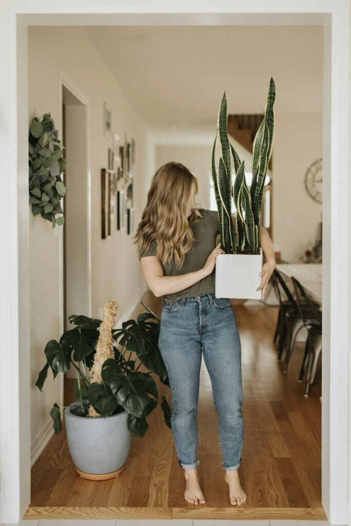 Stylish woman holding a potted snake plant in a cozy home interior.