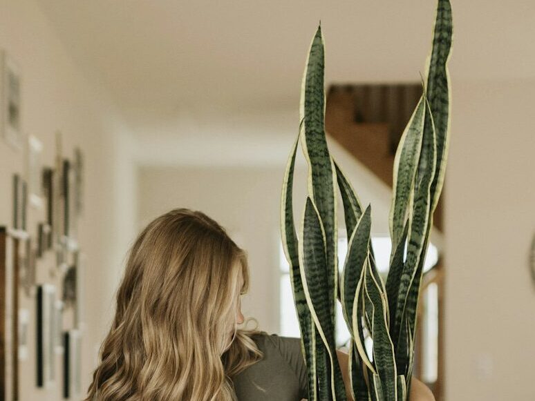 Stylish woman holding a potted snake plant in a cozy home interior.