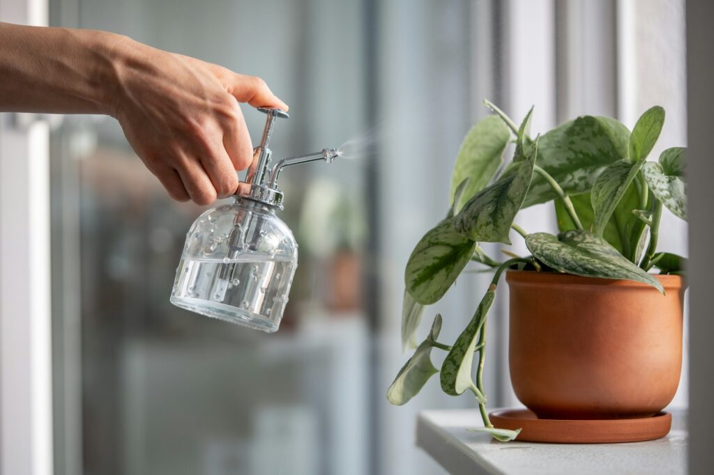 Woman sprays plant in flower pot. Female hand spraying water on Scindapsus houseplant in clay pot.