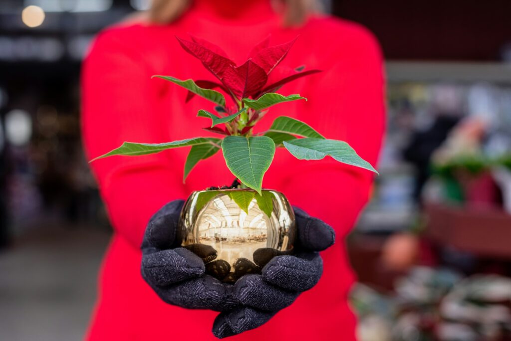 Woman holding poinsettia plant as holiday gift